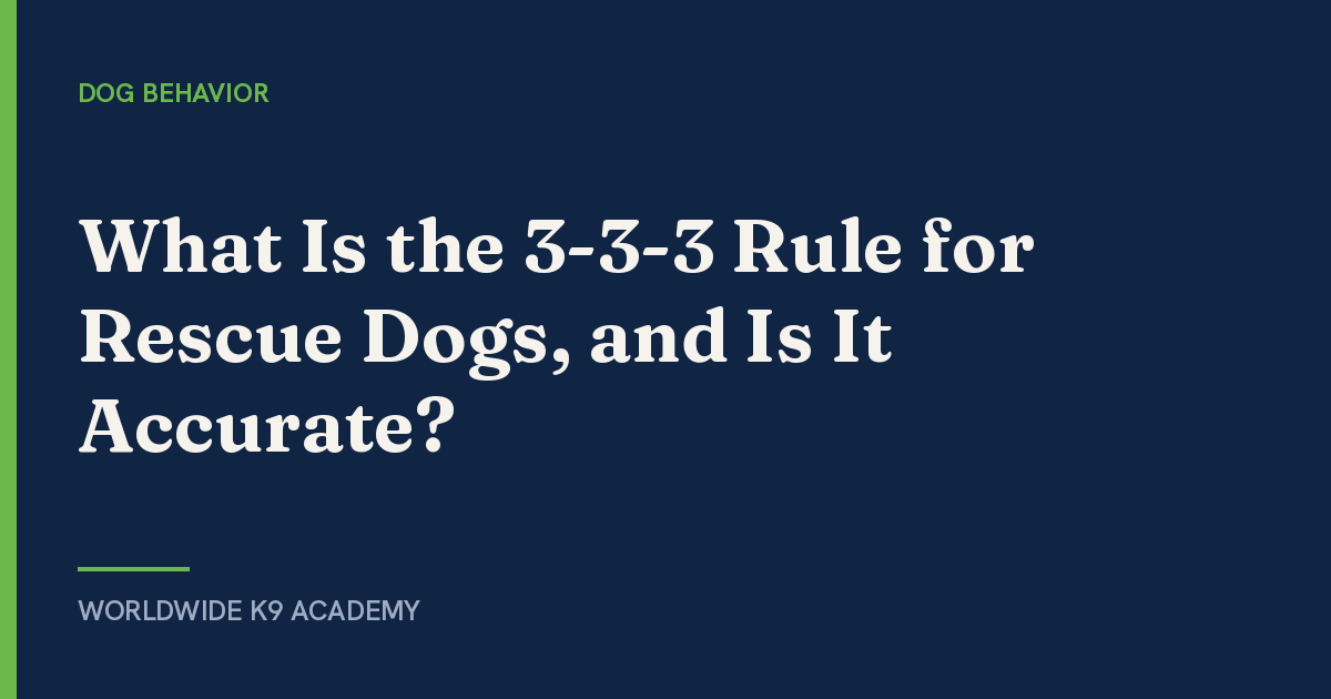 What Is the 3-3-3 Rule for Rescue Dogs, and Is It Accurate? - Worldwide K9 Academy