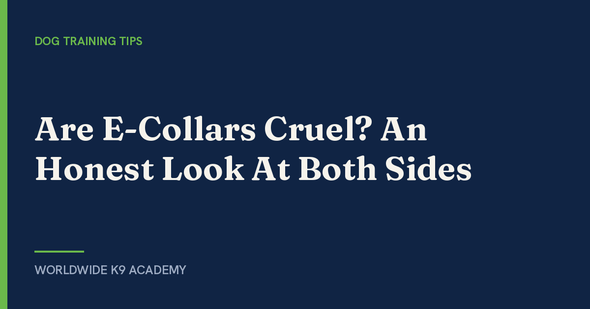 Are E-Collars Cruel? An Honest Look At Both Sides - Worldwide K9 Academy