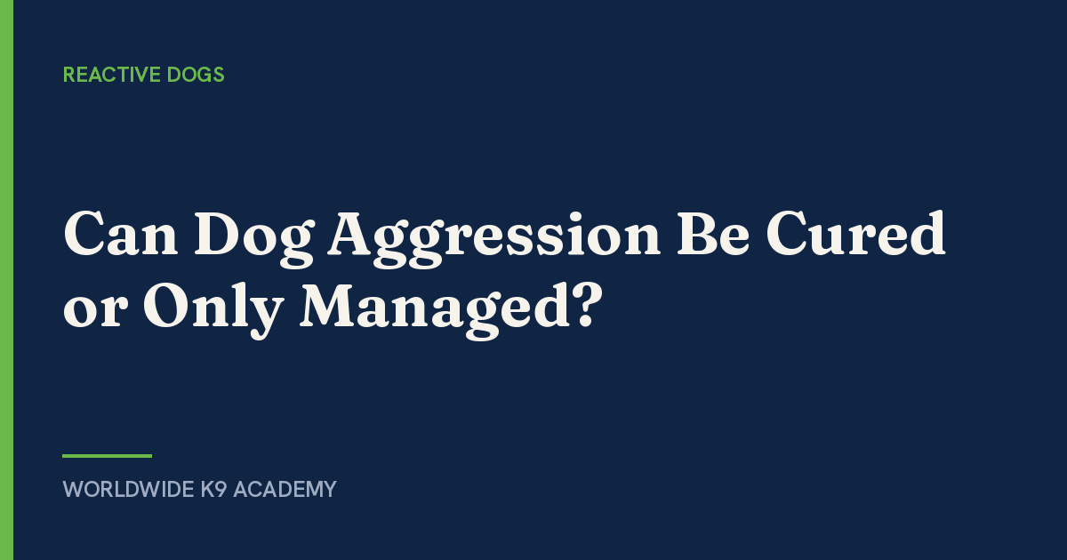 Can Dog Aggression Be Cured or Only Managed? - Worldwide K9 Academy