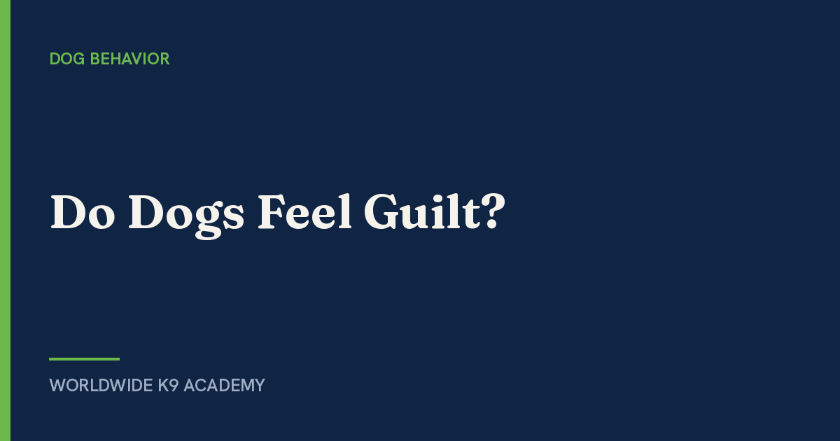 Do Dogs Feel Guilt? - Worldwide K9 Academy
