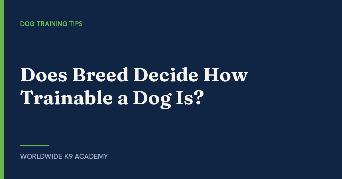 Does Breed Decide How Trainable a Dog Is? - Worldwide K9 Academy