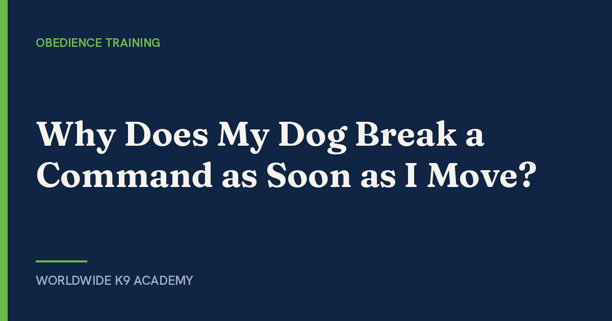 Why Does My Dog Break a Command as Soon as I Move? - Worldwide K9 Academy