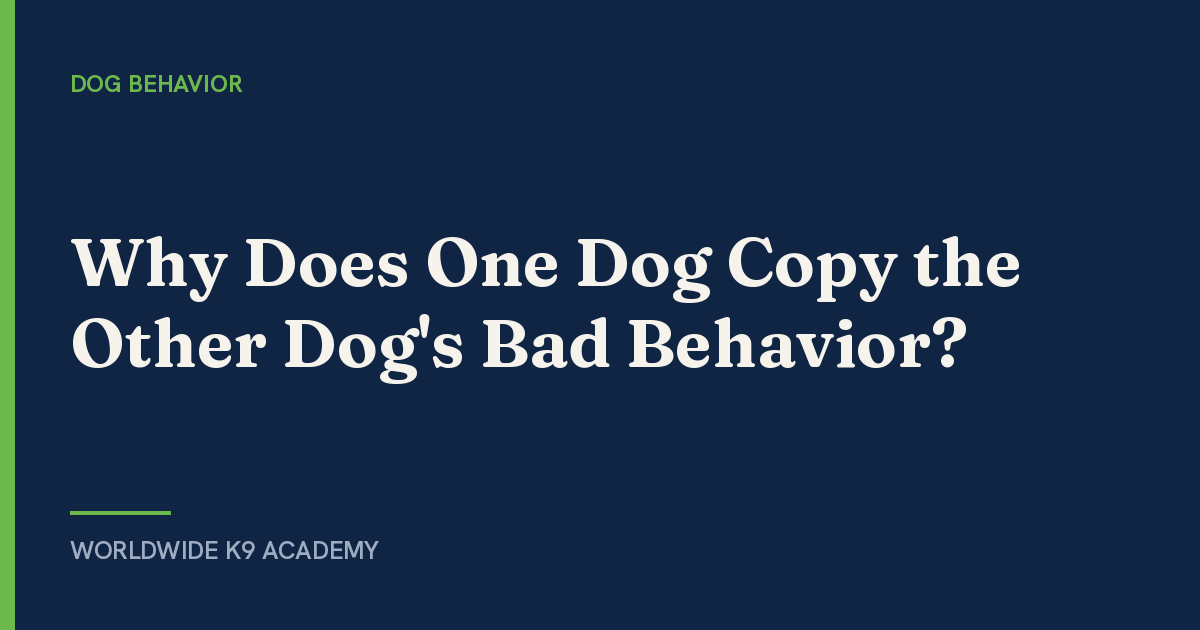 Why Does One Dog Copy the Other Dog's Bad Behavior? - Worldwide K9 Academy