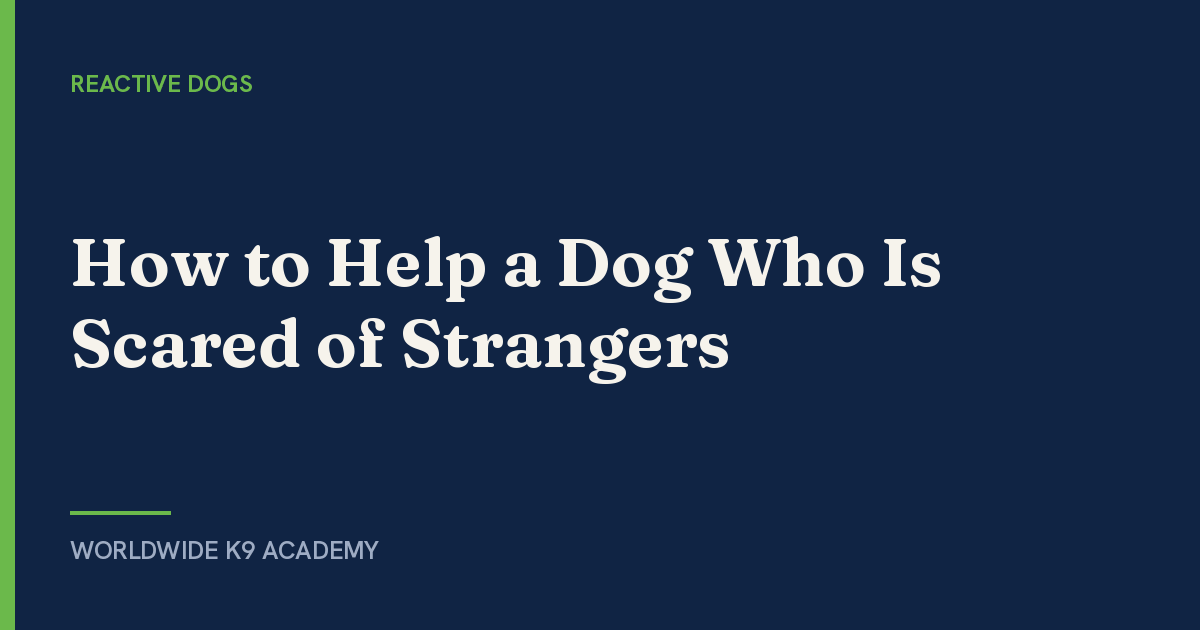 How to Help a Dog Who Is Scared of Strangers - Worldwide K9 Academy