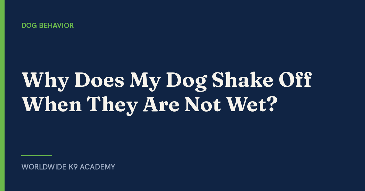 Why Does My Dog Shake Off When They Are Not Wet? - Worldwide K9 Academy