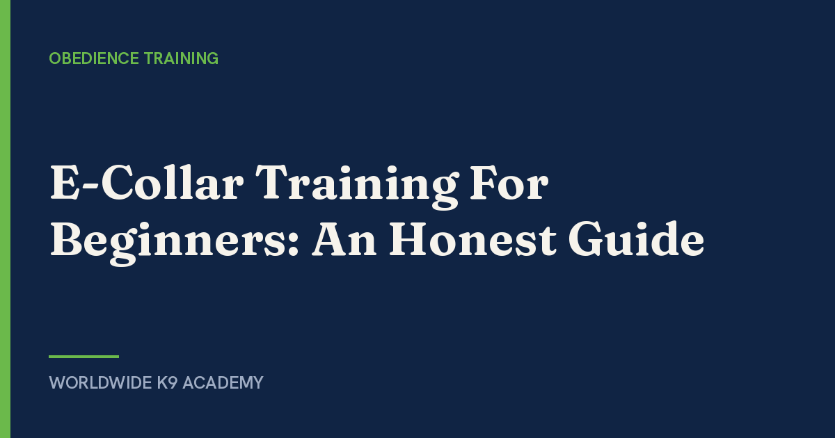 E-Collar Training For Beginners: An Honest Guide - Worldwide K9 Academy