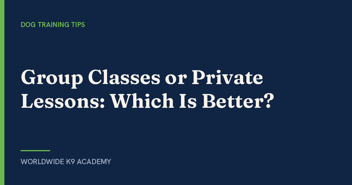 Group Classes or Private Lessons: Which Is Better? - Worldwide K9 Academy