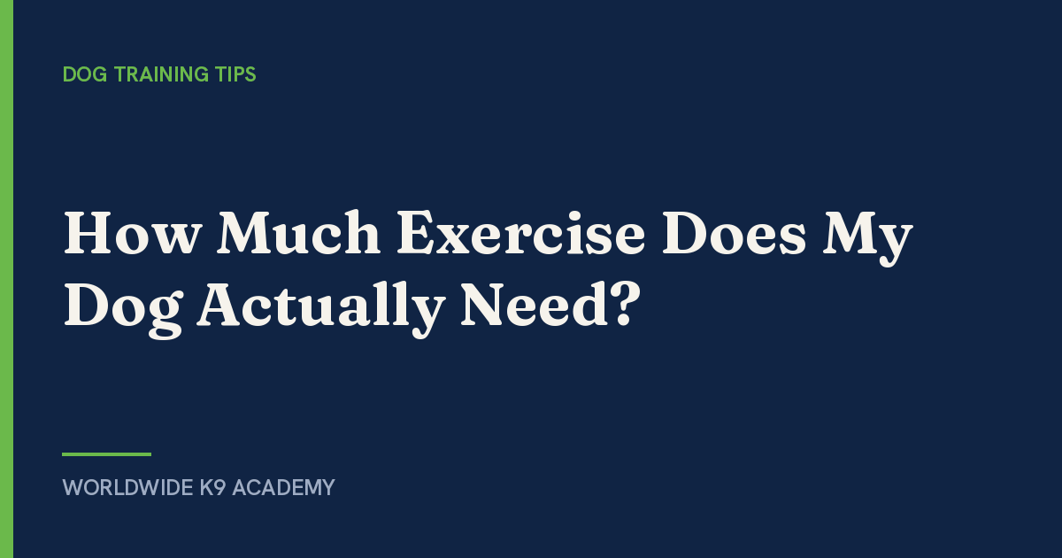 How Much Exercise Does My Dog Actually Need? - Worldwide K9 Academy