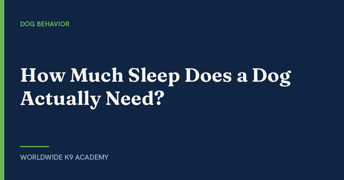 How Much Sleep Does a Dog Actually Need? - Worldwide K9 Academy