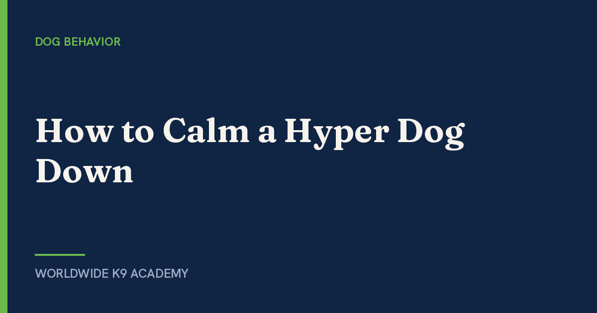 How to Calm a Hyper Dog Down - Worldwide K9 Academy