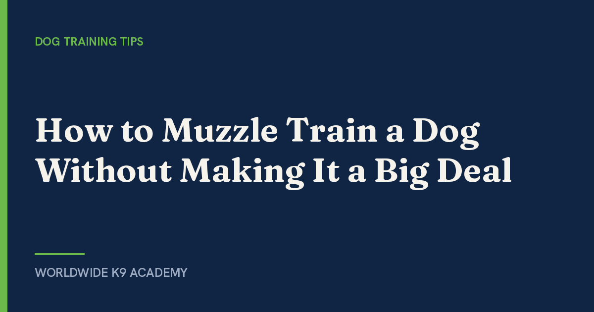 How to Muzzle Train a Dog Without Making It a Big Deal - Worldwide K9 Academy