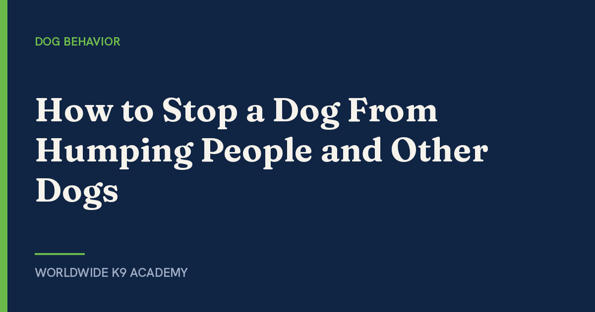 How to Stop a Dog From Humping People and Other Dogs - Worldwide K9 Academy