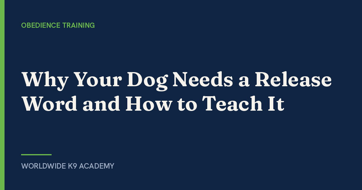 Why Your Dog Needs a Release Word and How to Teach It - Worldwide K9 Academy