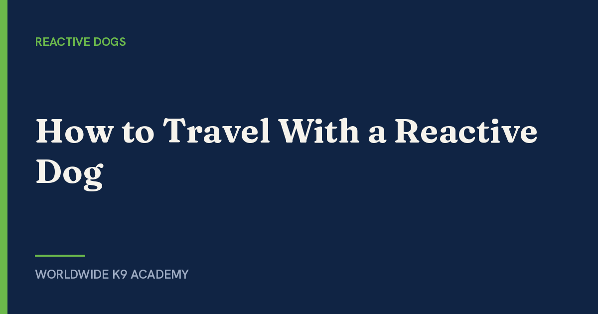 How to Travel With a Reactive Dog - Worldwide K9 Academy