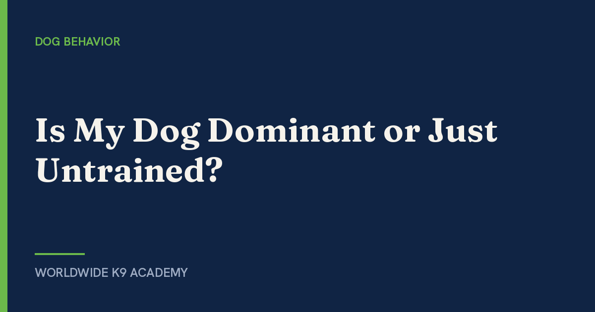 Is My Dog Dominant or Just Untrained? - Worldwide K9 Academy