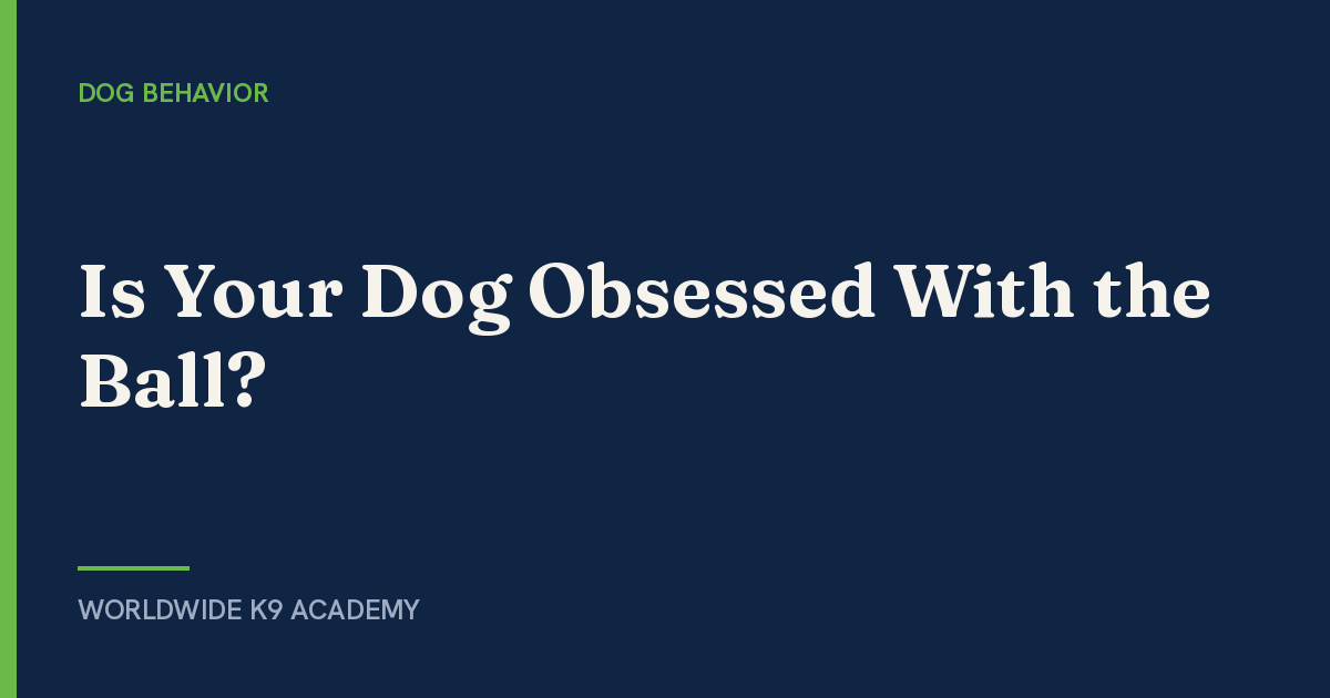 Is Your Dog Obsessed With the Ball? - Worldwide K9 Academy