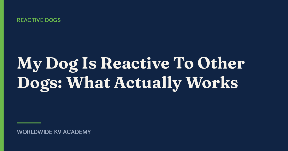 My Dog Is Reactive To Other Dogs: What Actually Works - Worldwide K9 Academy