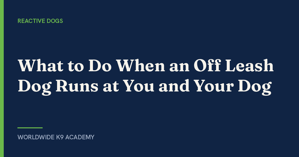 What to Do When an Off Leash Dog Runs at You and Your Dog - Worldwide K9 Academy