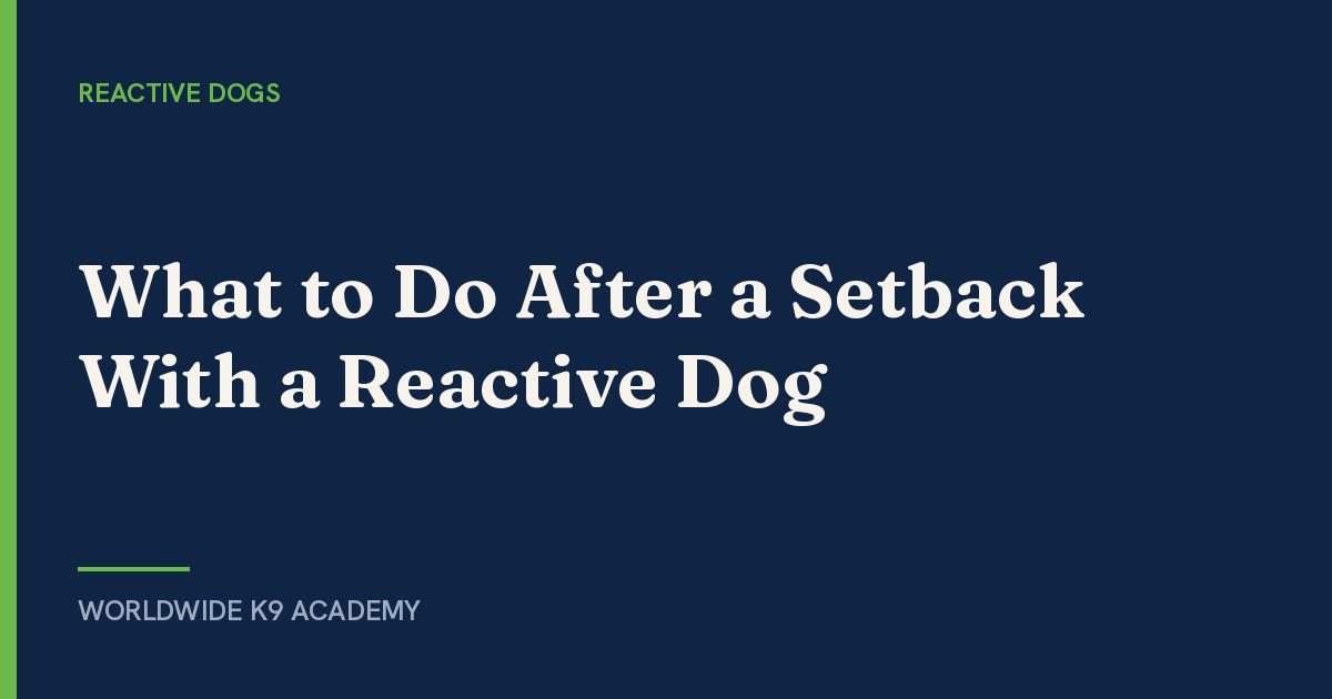 What to Do After a Setback With a Reactive Dog - Worldwide K9 Academy