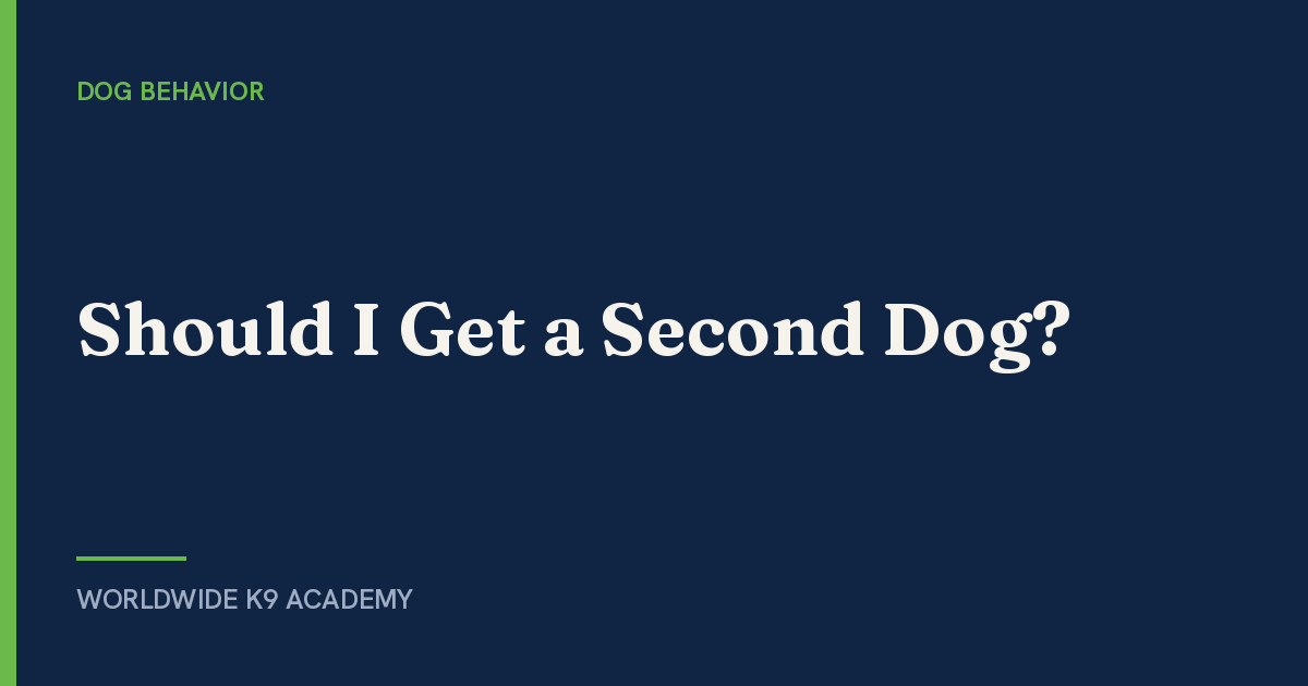 Should I Get a Second Dog? - Worldwide K9 Academy