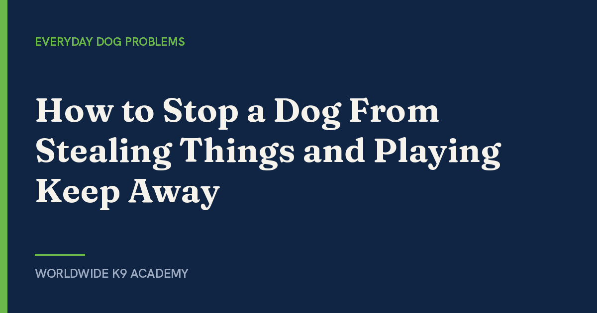 How to Stop a Dog From Stealing Things and Playing Keep Away - Worldwide K9 Academy