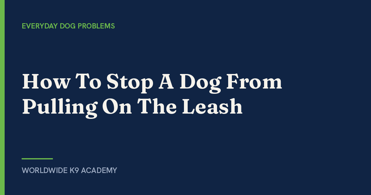 How To Stop A Dog From Pulling On The Leash - Worldwide K9 Academy