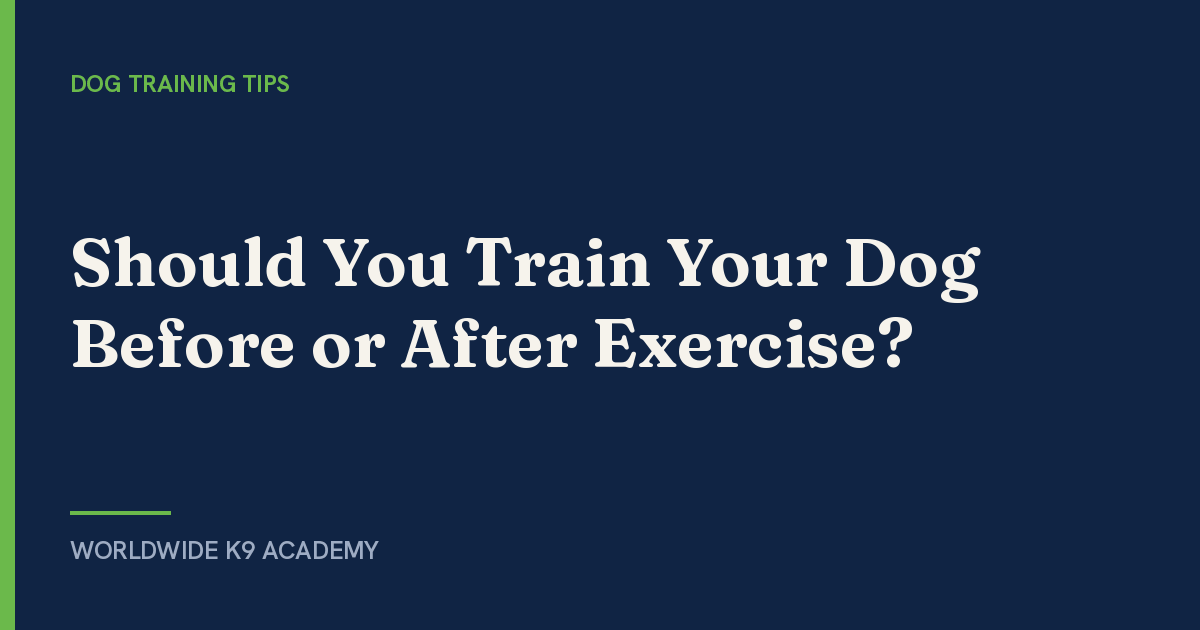 Should You Train Your Dog Before or After Exercise? - Worldwide K9 Academy