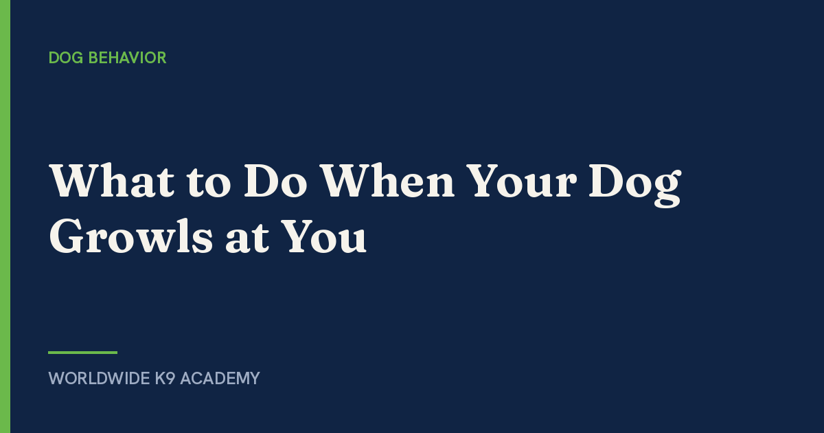 What to Do When Your Dog Growls at You - Worldwide K9 Academy