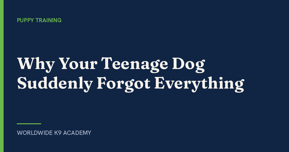 Why Your Teenage Dog Suddenly Forgot Everything - Worldwide K9 Academy