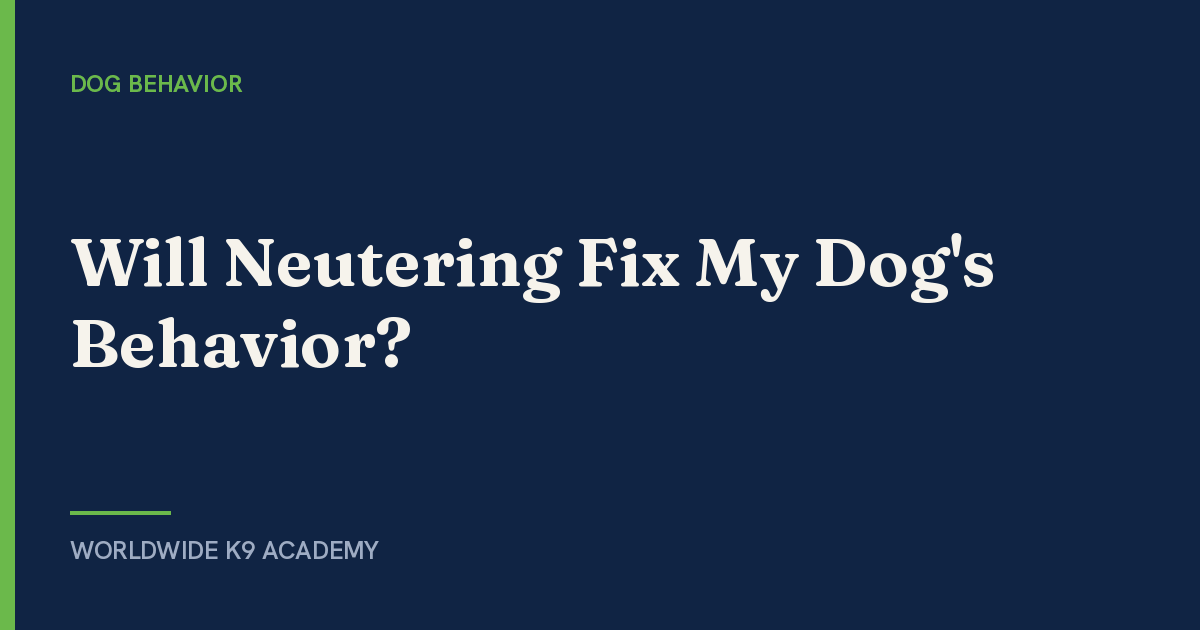 Will Neutering Fix My Dog's Behavior? - Worldwide K9 Academy