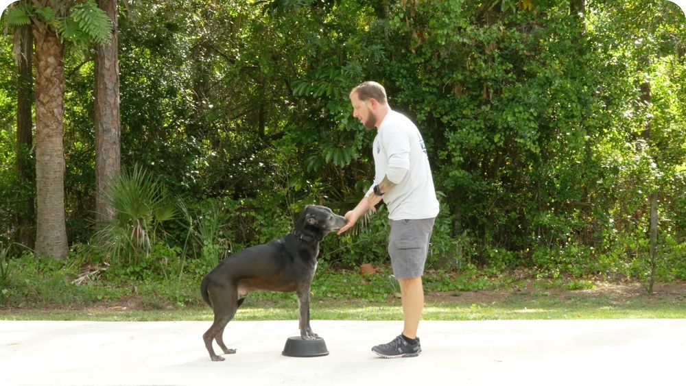 Professional trainer working with a dog