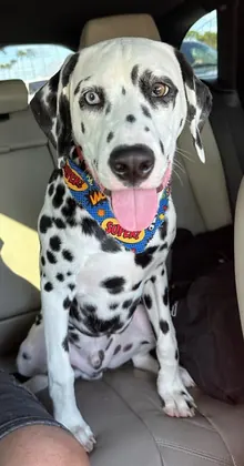 Jessica's Dalmatian Khloe