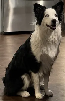 Dex Yelton's dog Miley