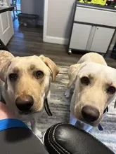 Ronald's two yellow Labradors
