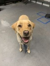 Jayne's dog Mack