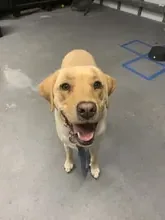 Jayne Sullivan's dog Mack