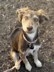 Taylor's dog