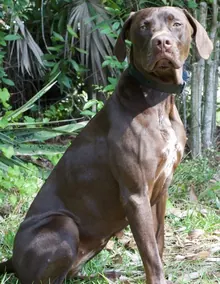 Kari's dog Tikka