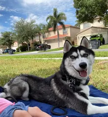 Tabitha's dog