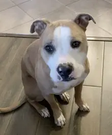 Daily Londono's dog Meeko