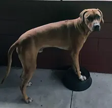 Terry's dog Boone