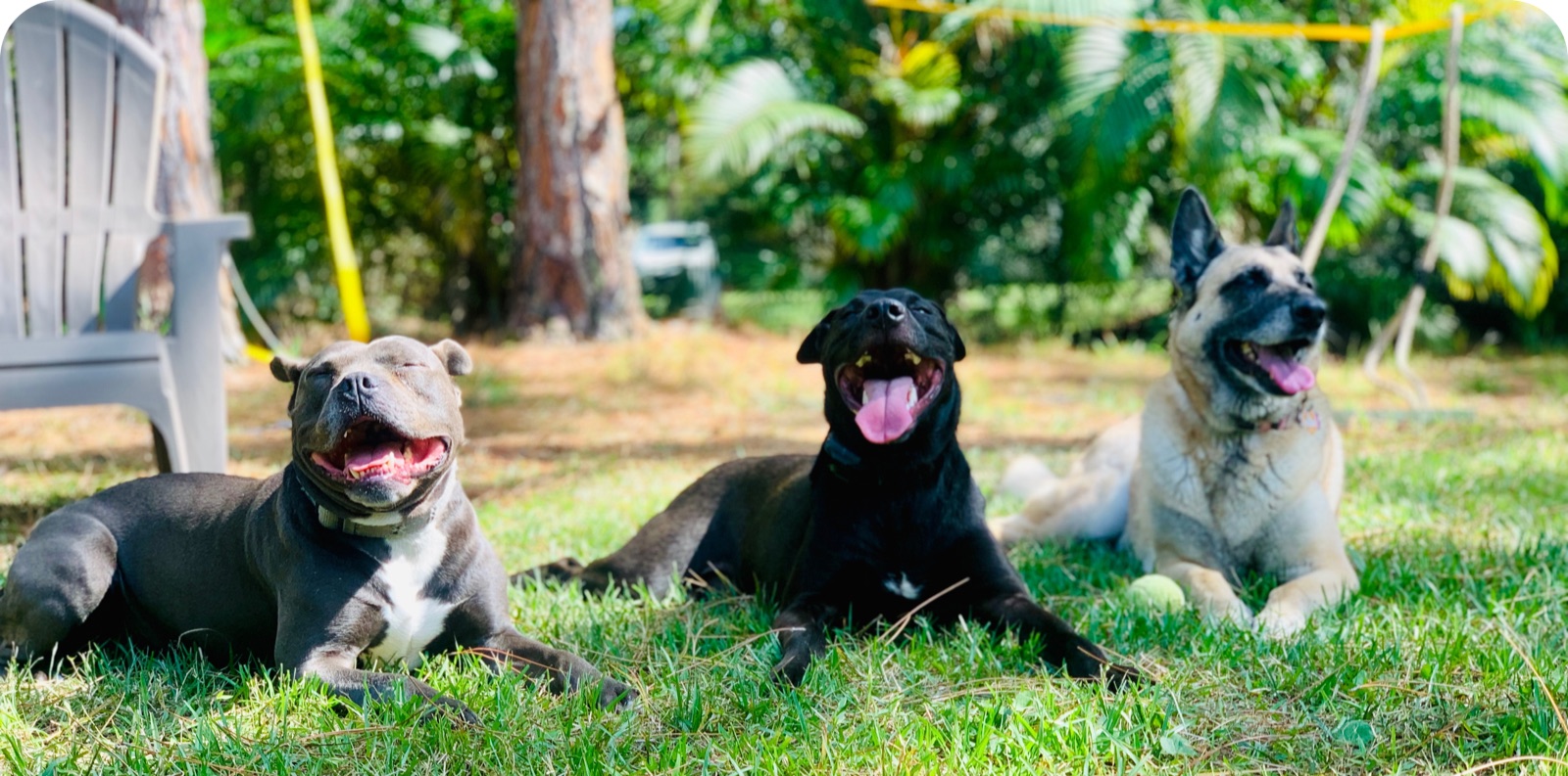 Three trained dogs lying calmly together on the grass