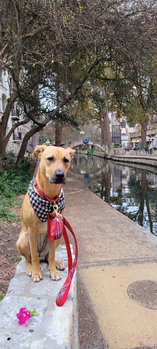 A dog in a checked bandana beside a riverside walkway, with cafés and a stone bridge beyond